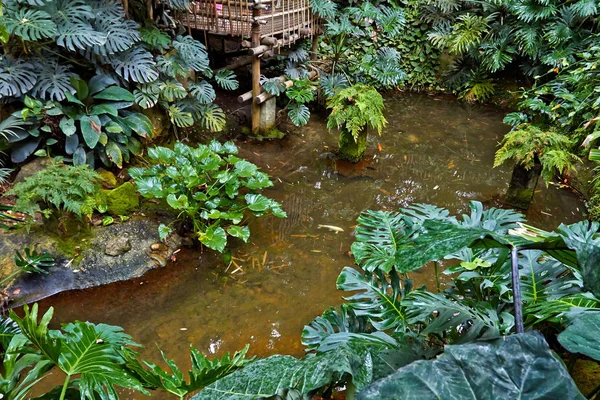 Giungla tropicale con fiume . — Foto Stock