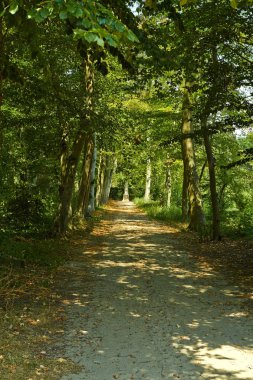 Yeşil ağaçlı park