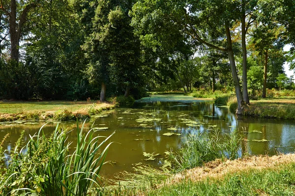 Park zöld fákkal — Stock Fotó