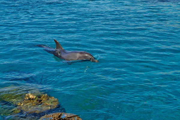 Récif de dauphins sur la mer Rouge . — Photo