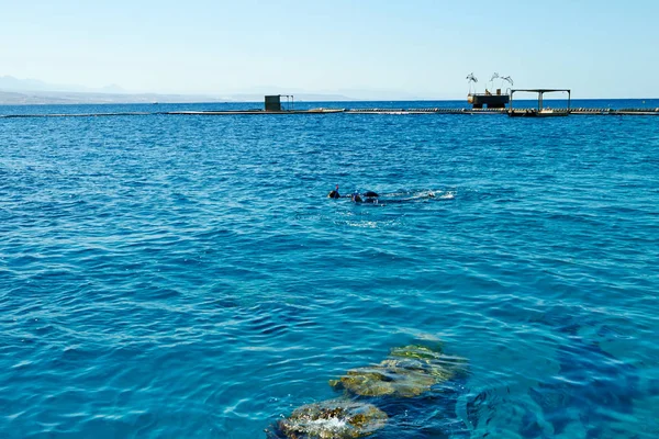 Barriera corallina dei delfini sul Mar Rosso . — Foto Stock