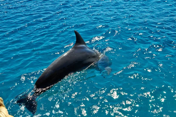 红海中的海豚. — 图库照片