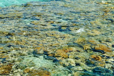 Kızıldeniz Eilat mercan resifi,