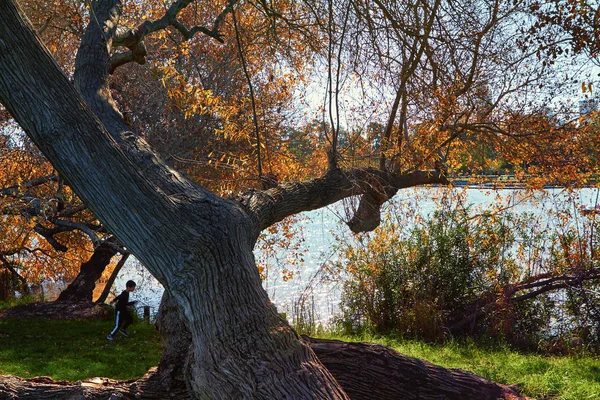 Деревья и пруд в городском парке — стоковое фото