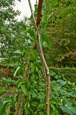Yazın bir bağda üzüm üzümü. Temmuz