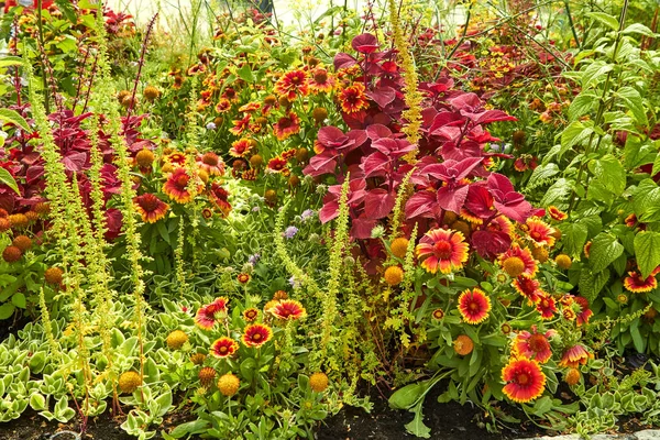 Flores florecientes de verano en Arnhem. Países Bajos julio —  Fotos de Stock