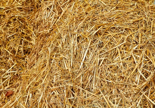 Saman gösteren altın saman Close Up