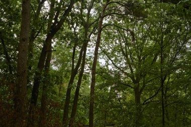 Yağmurlu Bir Günde Yeşil Uzun Orman Temmuz