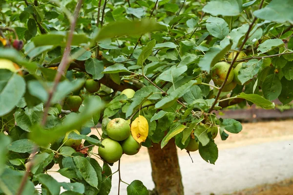 Maçãs verdes no ramo da macieira. Países Baixos Julho — Fotografia de Stock