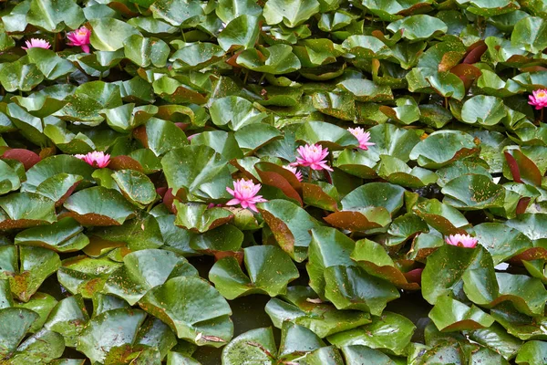 ピンクの花は、水に浮かぶ葉とユリを蓮。オランダ 7月 — ストック写真