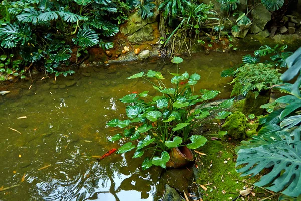Giungla tropicale con fiume. Luglio. — Foto Stock