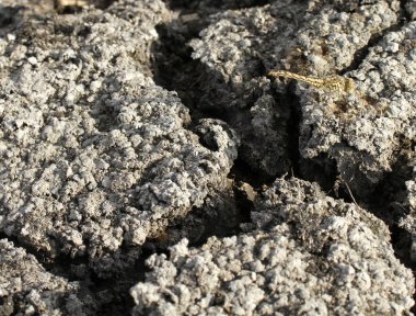 Kırık güneş üzerinde oturan bir yusufçuk ile toprak kırık, doku