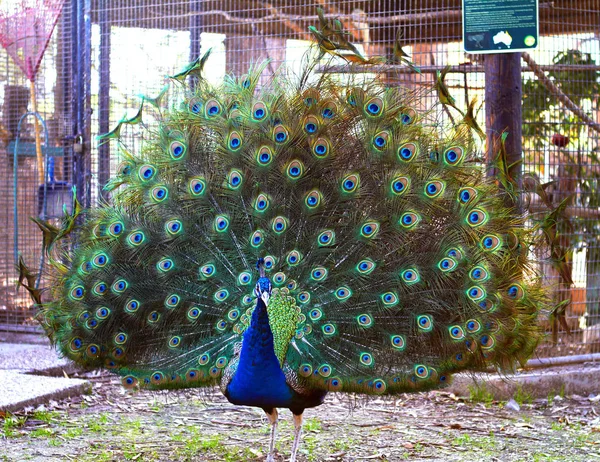 Pfau wies einen schönen großen Schwanz mit blau-grün ab — Stockfoto