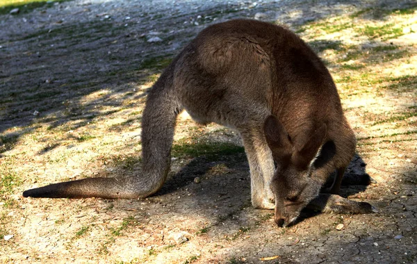 Kangoeroe zittend op de grond in de zoölogische tuinen — Stockfoto