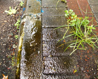 Kaldırım ve ıslak kaldırım üzerinde taştan büyüyen yeşil çim, doku