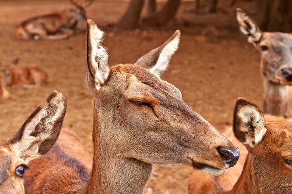 Famille de femelles cerfs bruns — Photo