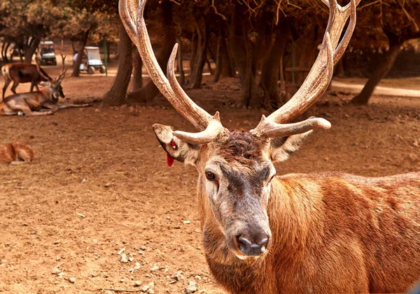 Cerf brun avec de grandes cornes ramifiées — Photo