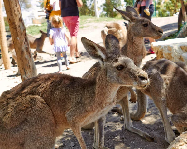 Kangoeroe zittend op de grond in de zoölogische tuinen — Stockfoto