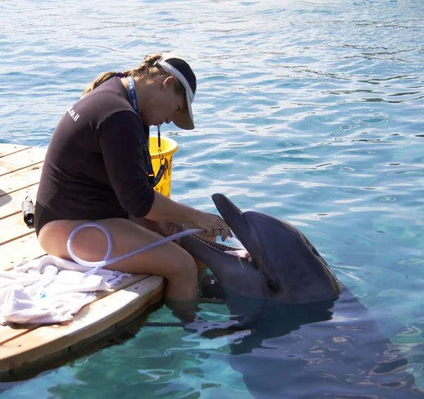 Donna e delfino in acqua . — Foto Stock