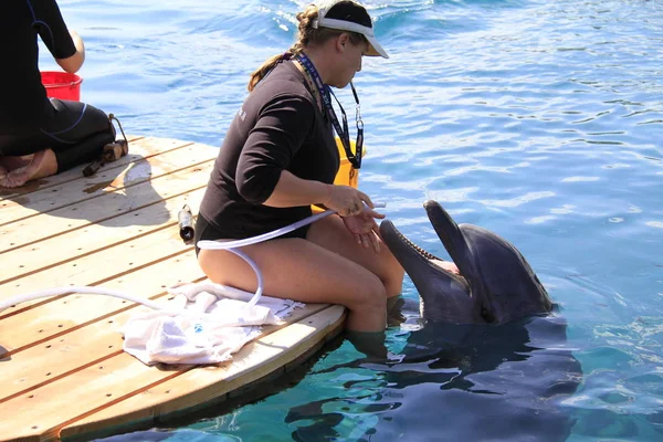 Mulher e golfinho em uma água . — Fotografia de Stock