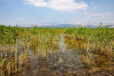 Kinneret Gölü sahil şeridi ile çalılar Temmuz