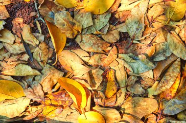 Sonbahar konsepti Yerde yatan sarı kurutulmuş yapraklardan oluşan bir halı.