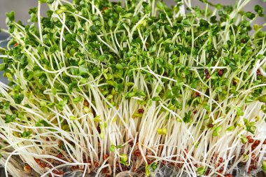 Köklü yeşil lahanalar, makro fotoğraf. Arkaplan dokusu