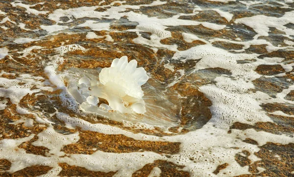 Büyük Beyaz Denizanası Gün Batımında Deniz Kıyısında Uzanıyor — Stok fotoğraf