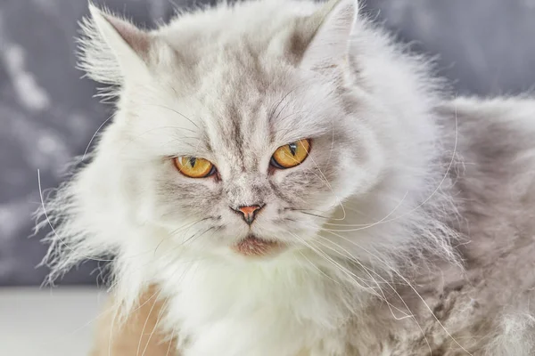 Λευκή Βρετανική Γάτα Κίτρινα Μάτια Γκρι Φόντο — Φωτογραφία Αρχείου
