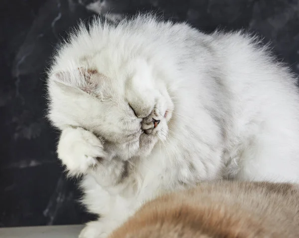 Eine Weiße Britische Katze Wäscht Ihr Gesicht Wäscht Ihre Pfote — Stockfoto