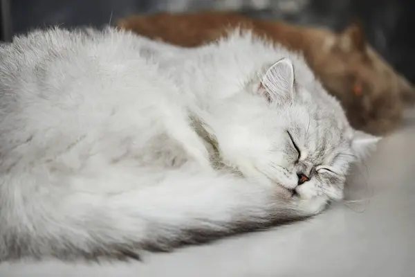 Gatto Colorazione Bianca Razza Britannica Dorme Uno Sfondo Bianco — Foto Stock