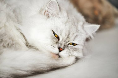 İki beyaz ve gri renkli İngiliz kedisi beyaz arka planda yatar..