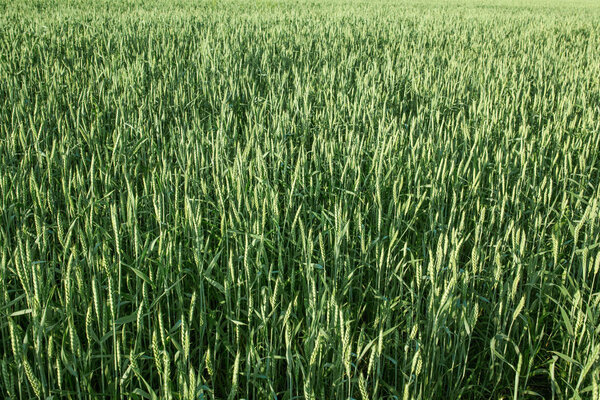 Green wheat field. Agronomy, cultivation, ecology and environment.