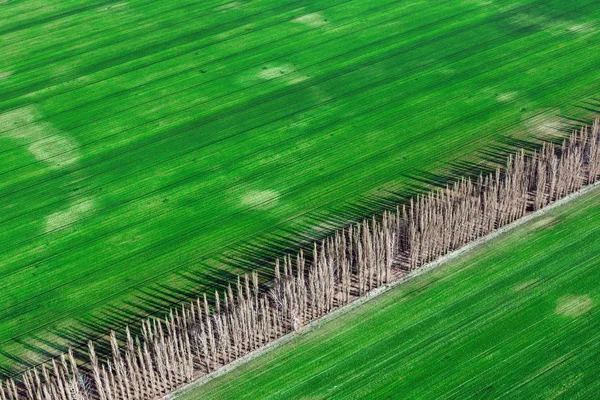 Field of green wheat and the fertility of the earth ecology. The concept of agricultural growth.