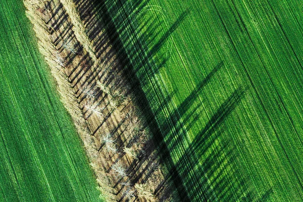 Campo de trigo verde y la fertilidad de la ecología de la tierra. Concepto de crecimiento agrícola . —  Fotos de Stock