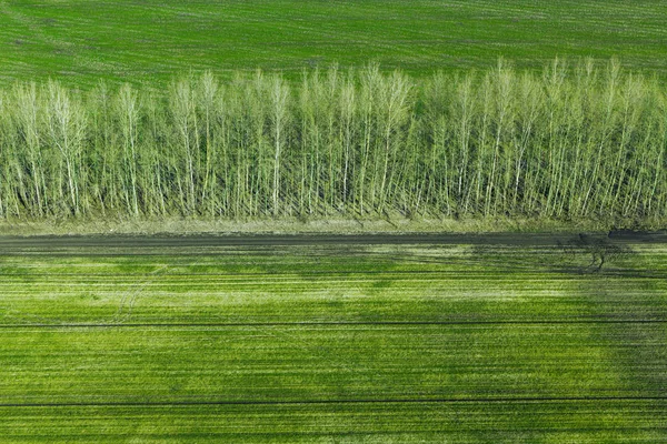 Campo de trigo verde y la fertilidad de la ecología de la tierra. Vista aérea. El concepto de fertilidad . —  Fotos de Stock