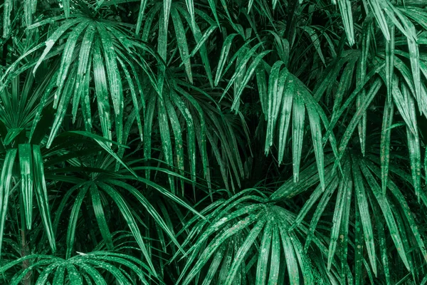 Güzel Tropikal Palmiye Yaprakları Arka Plan Duvar Kağıdı Vahşi Yaşam — Stok fotoğraf