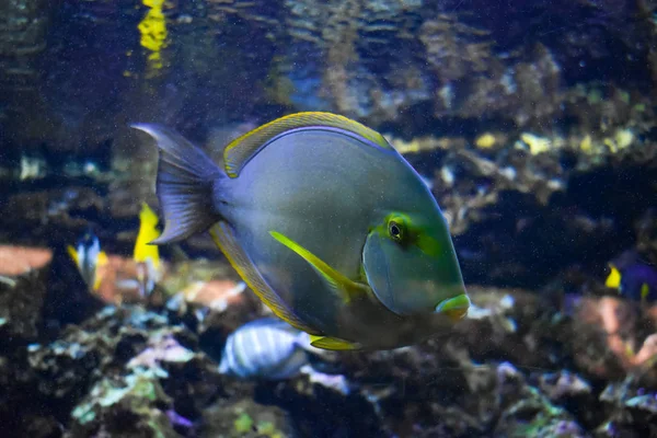 TANG FISH IN AQUARIUM — Stock Photo, Image