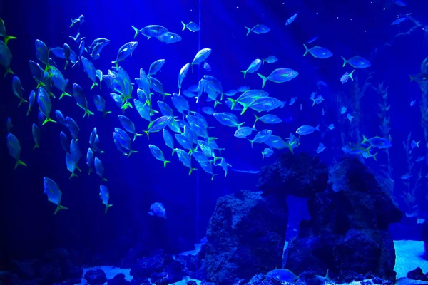 FISHES IN THE AQUARIUM