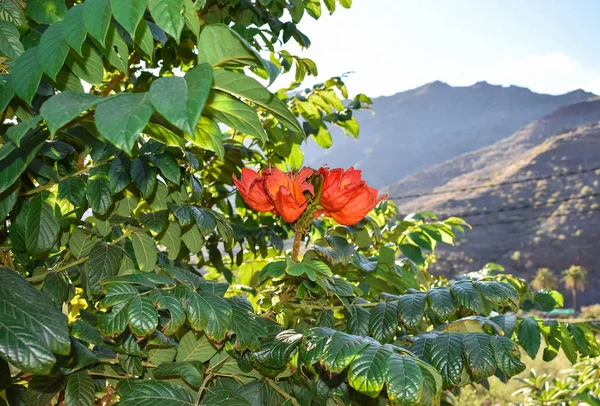 El árbol del tulipán de Gabón — Foto de Stock