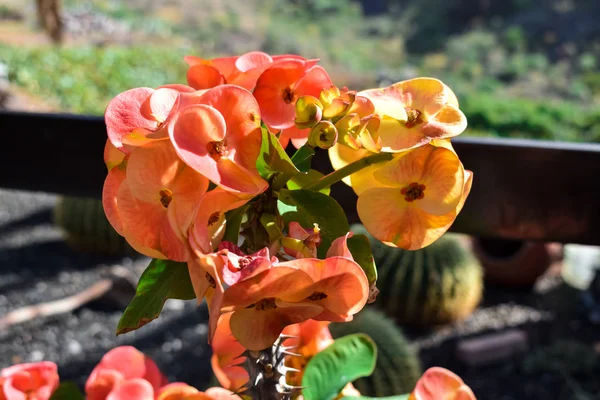 Roślina Chrystusa (Euphorbia Milii) odwilż piękne kwiaty — Zdjęcie stockowe