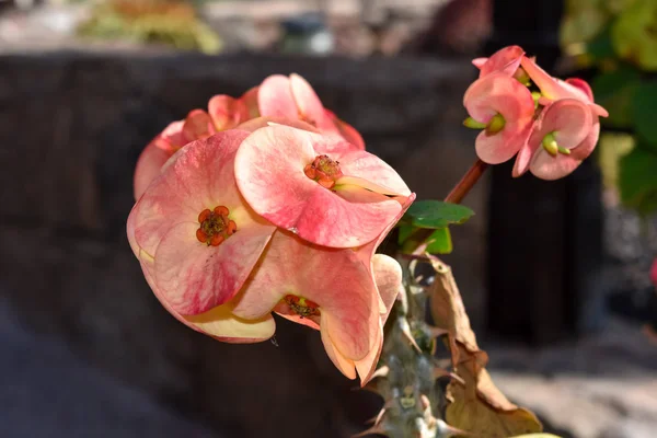 Roślina Chrystusa (Euphorbia Milii) odwilż piękne kwiaty — Zdjęcie stockowe