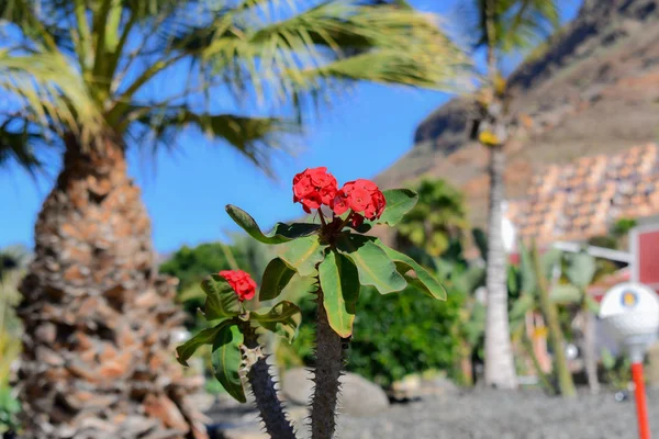 Christ plant ( Euphorbia Milii) whit red flowers