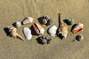 Kumsalda deniz kabukları