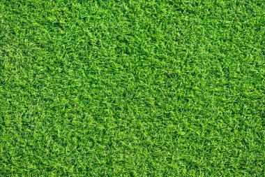 yeşil çim dokusu