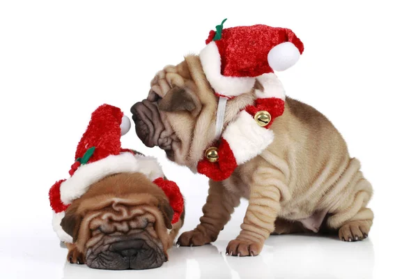 Två Sharpei Valpar Sitter Vit Bakgrund Med Santa Kostym — Stockfoto