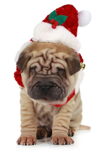 Shar Pei Štěně Sedí Bílém Pozadí Santa Kostým — Stock fotografie