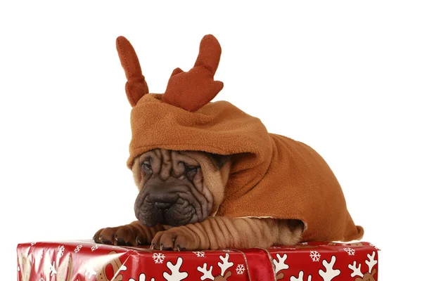 Cute Sharbei Dog Moose Costume Gift — Stock Photo, Image