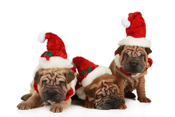 Groupe Chiots Shar Pei Assis Sur Fond Blanc — Photo