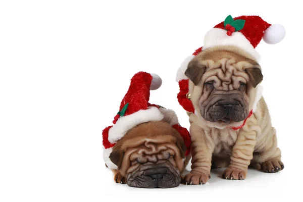 Dos Cachorros Sharpei Sentados Sobre Fondo Blanco Con Traje Santa Fotos de stock libres de derechos